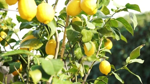 A lemon tree outside in the garden with a strong wind in the spring, 4K 스톡 동영상 73932820