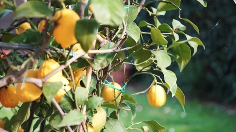 A lemon tree outside in the garden with a strong wind in the spring, 4K 스톡 동영상 75084975