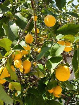 Lemon tree Foto stock