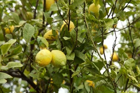 Lemon tree Stock Photos