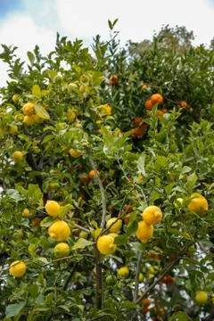 Lemon tree Stock Photos