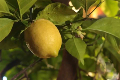 Lemon on a tree Stock Photos