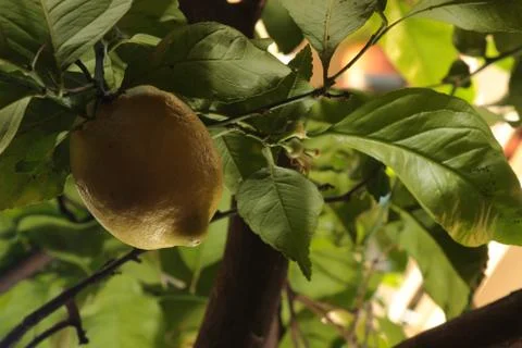 Lemon on a tree Stock Photos
