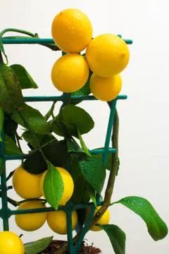 Lemon tree Stock Photos