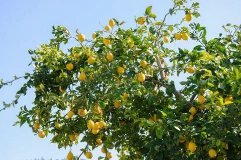 Lemon tree Stock Photos