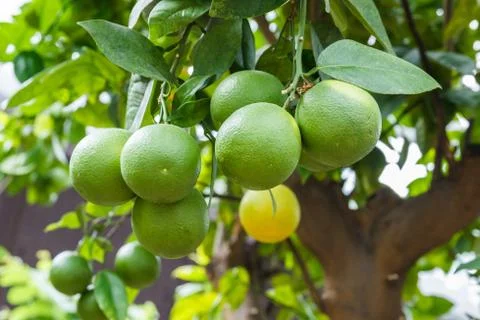 Lemon tree Stock Photos