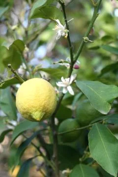 Lemon tree Stock Photos