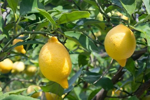 Lemon tree Foto stock