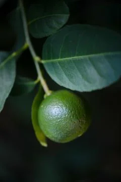 Lemon tree Stock Photos