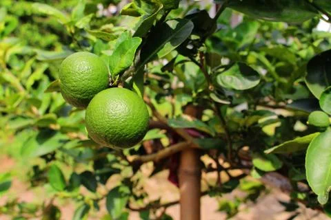 Lemon on tree Stock Photos