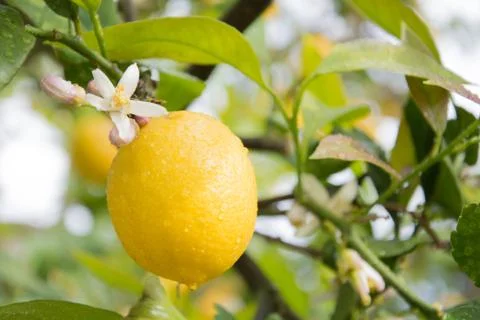 Lemon tree Stock Photos