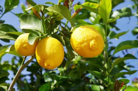 Lemon on the tree in Stock Photos