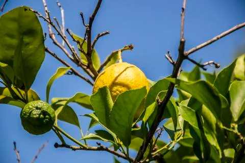 Lemon tree Stock Photos