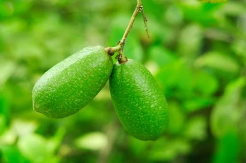Lemon tree Stock Photos