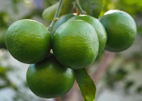 A Lemon Tree 스톡 사진