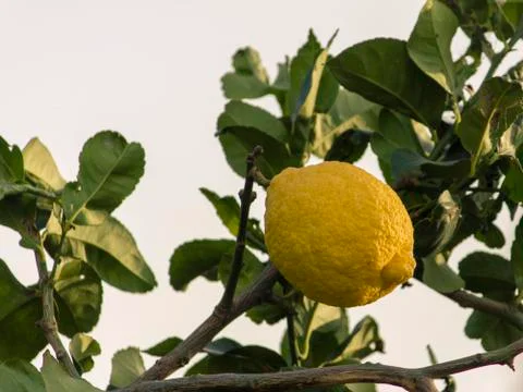Lemon on the tree Stock Photos