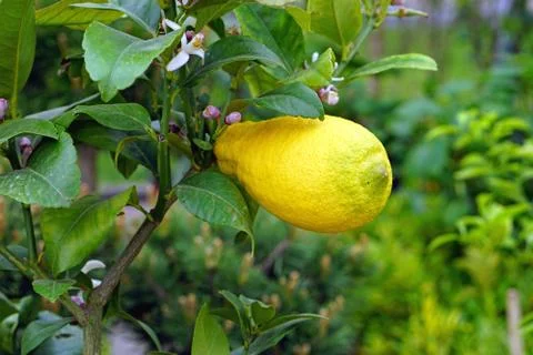 Lemon at tree Stock Photos