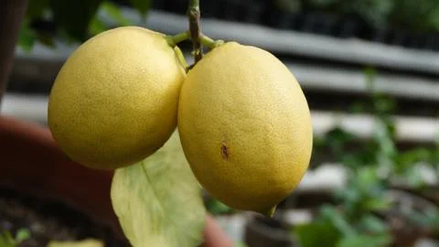 Lemon on a tree Stock Photos