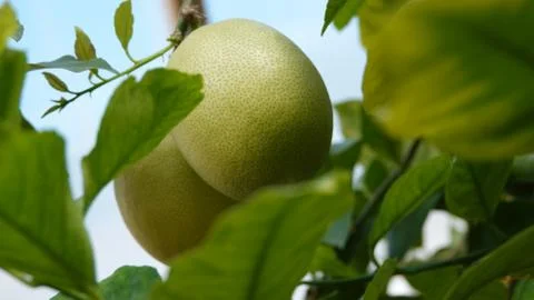Lemon on a tree Stock Photos