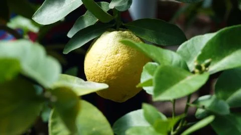 Lemon on a tree Stock Photos