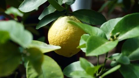 Lemon on a tree Stock Photos
