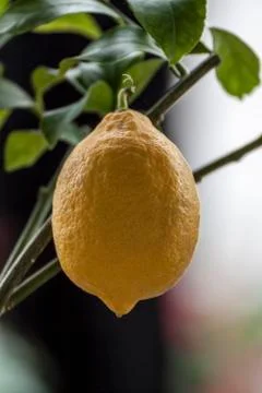 Lemon tree Stock Photos