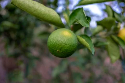 Lemon tree Stock Photos