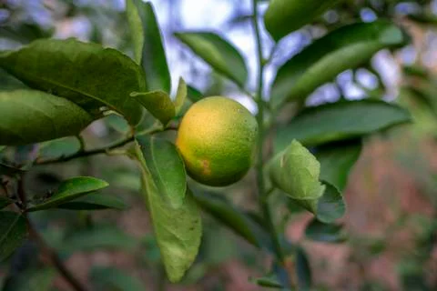 Lemon tree Stock Photos