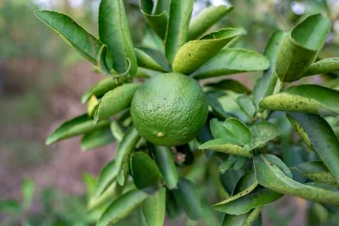 Lemon tree Stock Photos