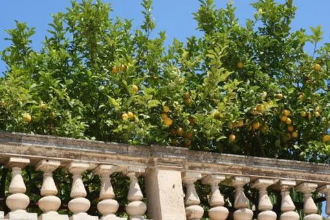 Lemon tree Stock Photos
