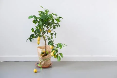 Lemon tree Stock Photos
