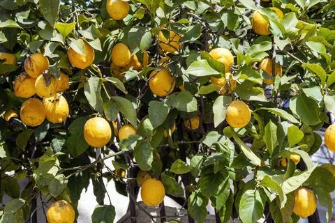 Lemon tree Stockfoto's