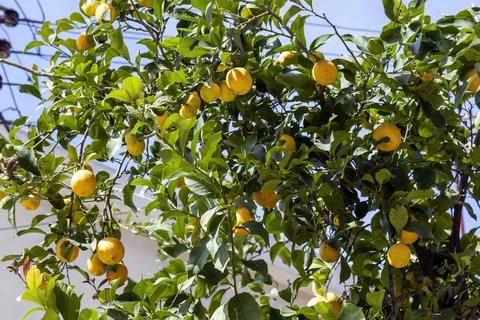 Lemon tree 스톡 사진