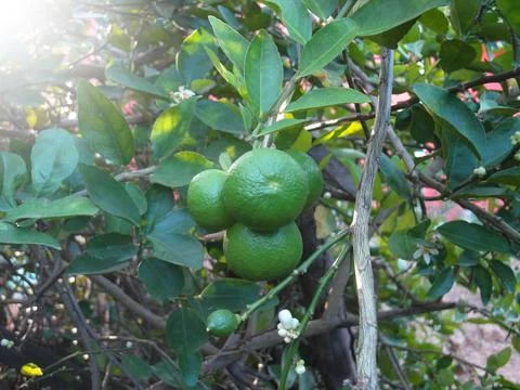 Lemon tree 写真素材