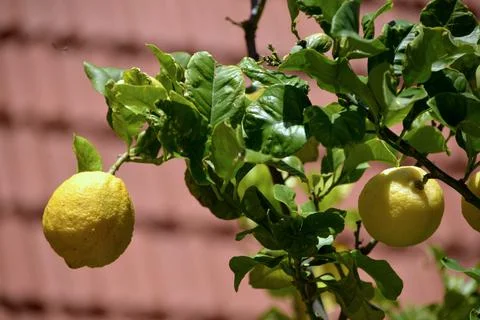 Lemon on tree Stock Photos