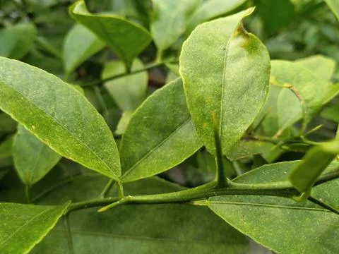 Lemon tree Stock Photos