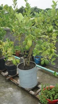 Lemon tree Stock Photos