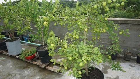 Lemon tree Stock Photos