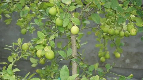 Lemon tree Stock Photos