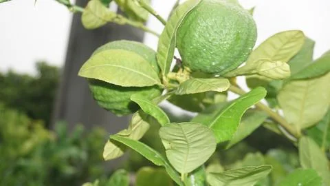 Lemon tree Stock Photos
