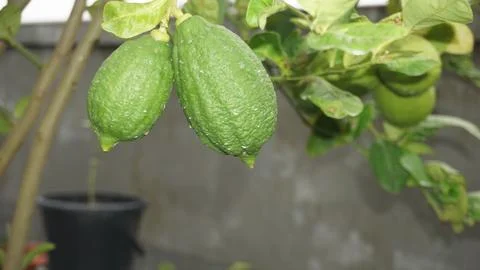 Lemon tree Stock Photos