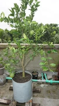 Lemon tree Stock Photos