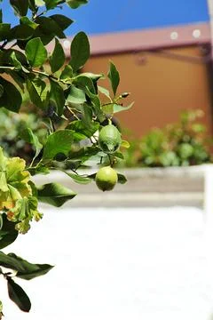 Lemon tree Stock Photos
