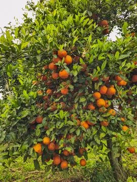 Lemon tree Stock Photos