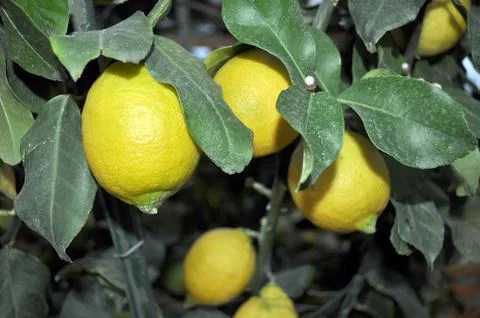 Lemon tree Stock Photos
