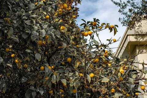 Lemon tree 스톡 사진