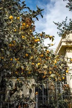 Lemon tree 스톡 사진