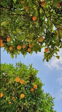 Lemon Tree Stock Photos