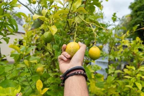 Lemon tree picking fruit Stock Photos