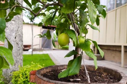 Lemon tree in a pot Stock Photos